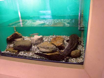 赤目四十八滝（日本サンショウウオセンター）　日本漢文の世界 kambun.jp