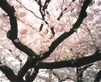 桜　日本漢文の世界