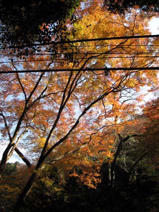 箕面公園の電線　日本漢文の世界