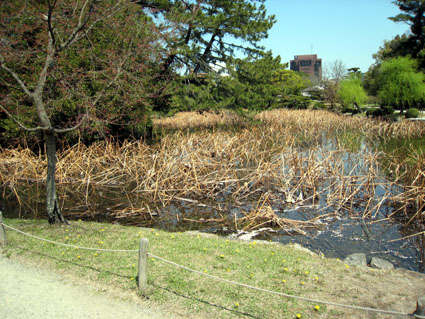 栗林公園芙蓉沼