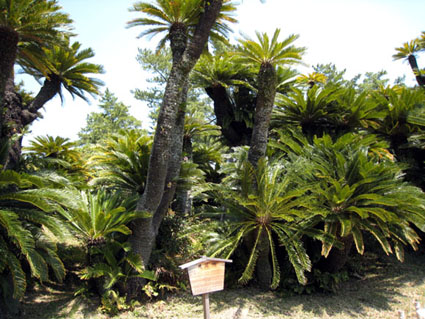 栗林公園鳳尾塢