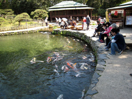栗林公園南湖の鯉