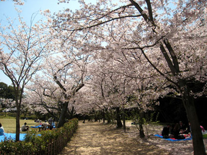 栗林公園の桜