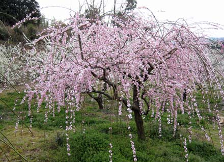 月ヶ瀬梅渓（一目千本）　日本漢文の世界 kambun.jp