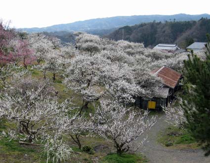 月ヶ瀬梅渓　日本漢文の世界 kambun.jp