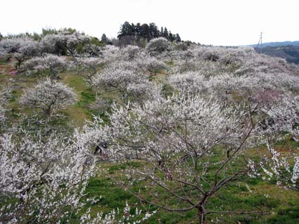 月ヶ瀬梅渓　日本漢文の世界 kambun.jp
