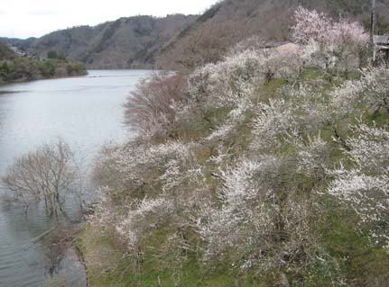 月ヶ瀬梅渓　日本漢文の世界 kambun.jp