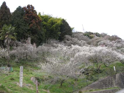 月ヶ瀬梅渓（桃香野附近）　日本漢文の世界 kambun.jp
