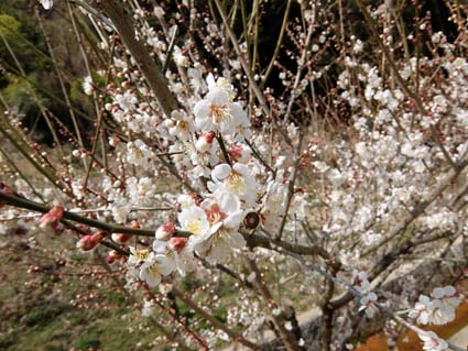 月ヶ瀬梅渓（斎藤拙堂碑）　日本漢文の世界 kambun.jp