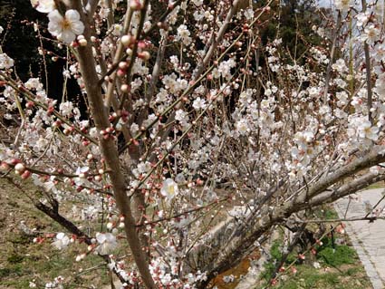 月ヶ瀬梅渓（一目千本）　日本漢文の世界 kambun.jp
