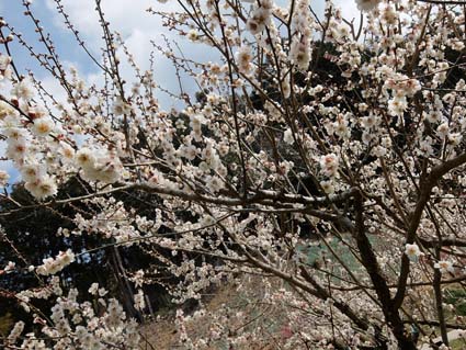 月ヶ瀬梅渓（一目千本）　日本漢文の世界 kambun.jp
